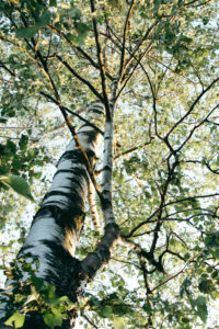 Birch in the sunset Birch in the sunset